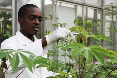 Research for a food secure Africa