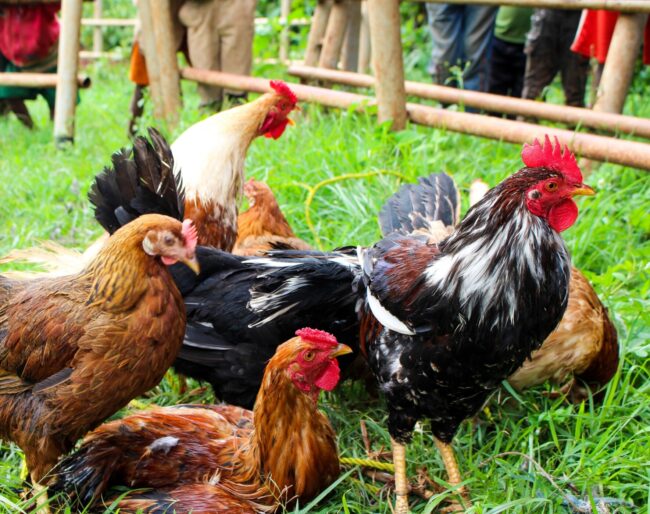 Livestock Genetics and Health