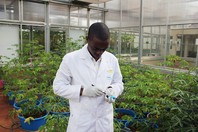Genomics Platform Unlocks Cattle Disease Resistance Across East Africa