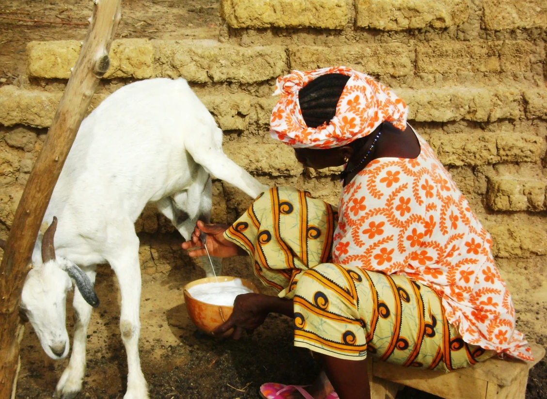 A woman milks one of her goats