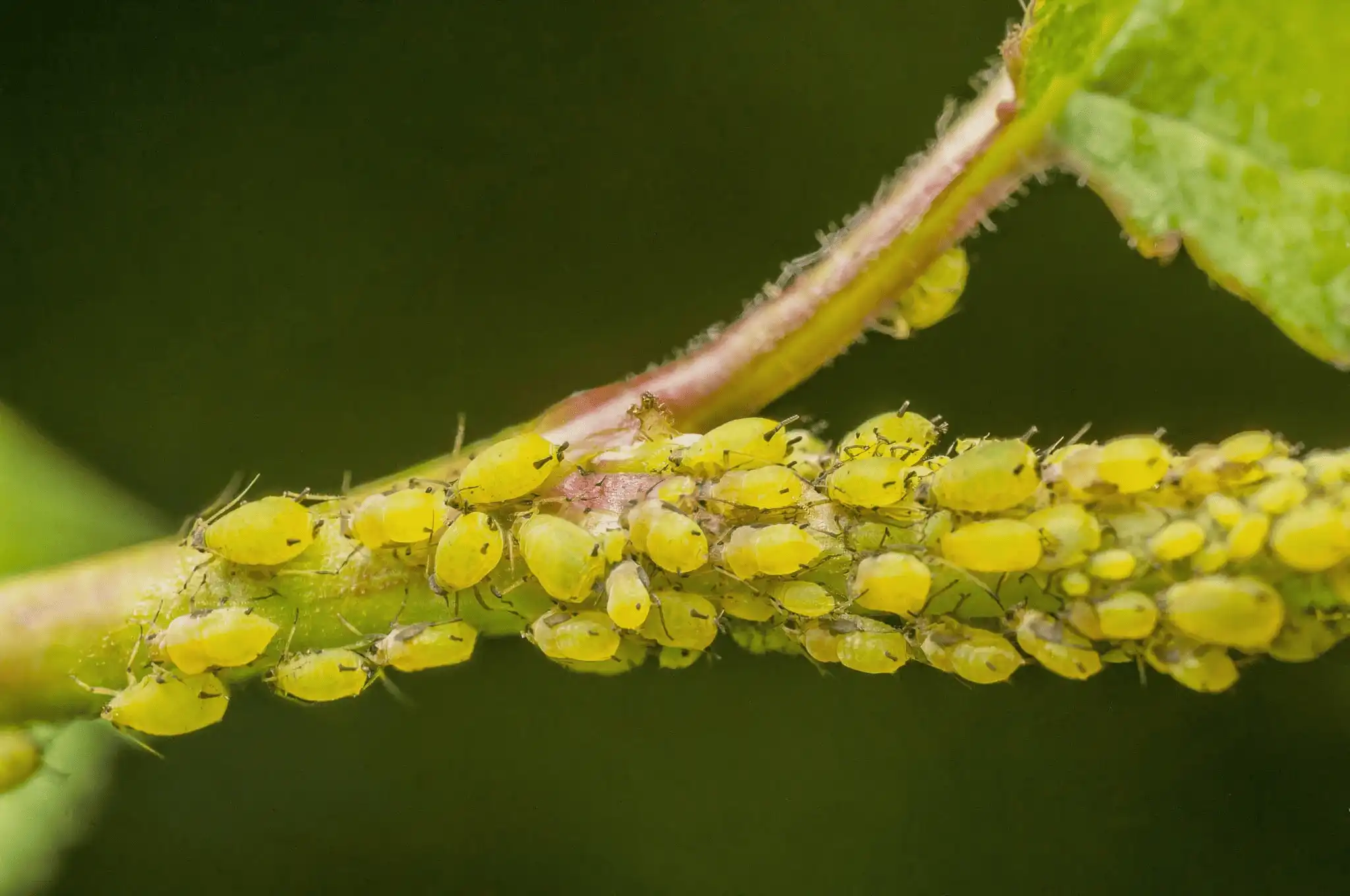 Aphid infestation