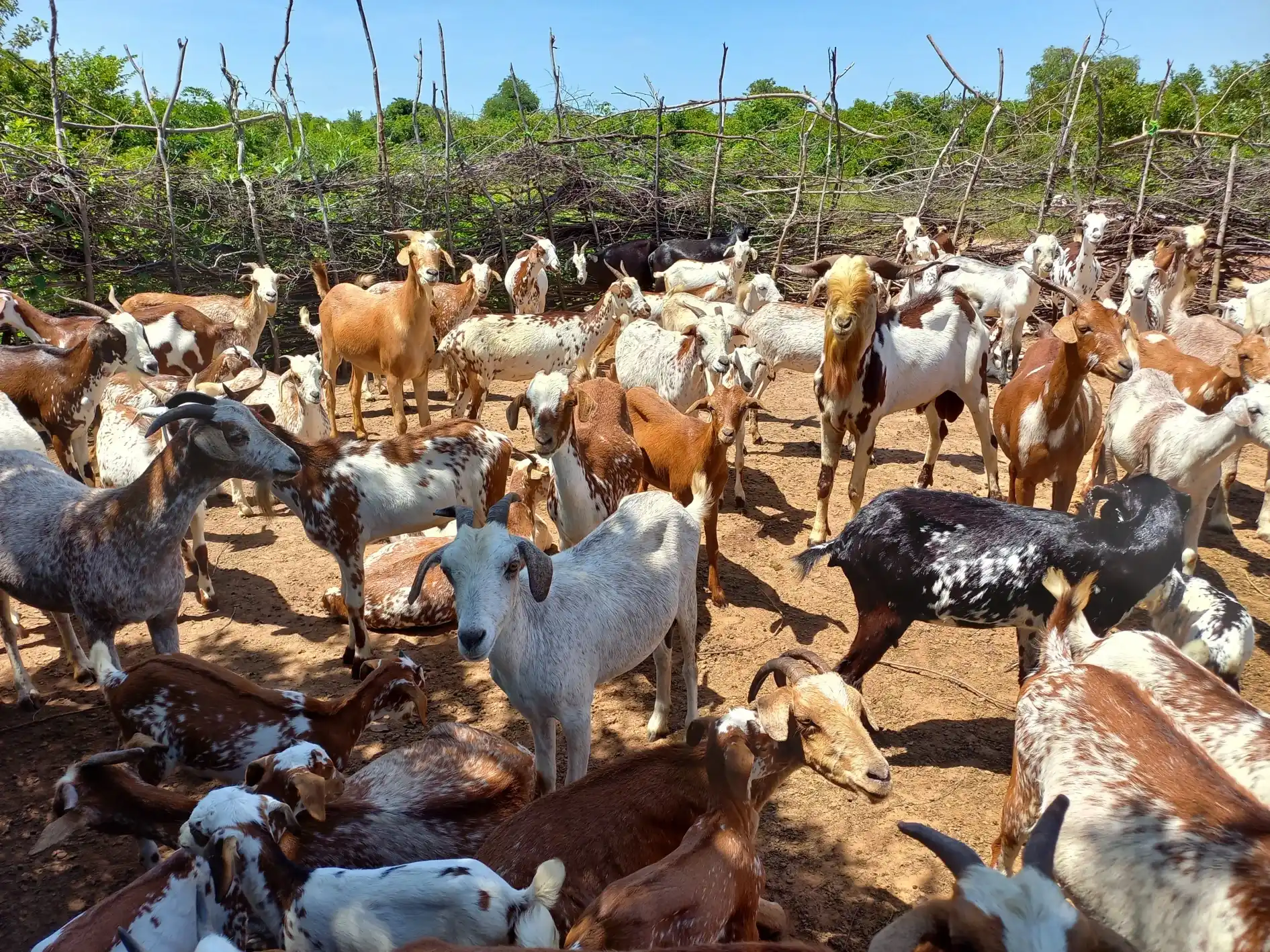 Goa herd in Mali