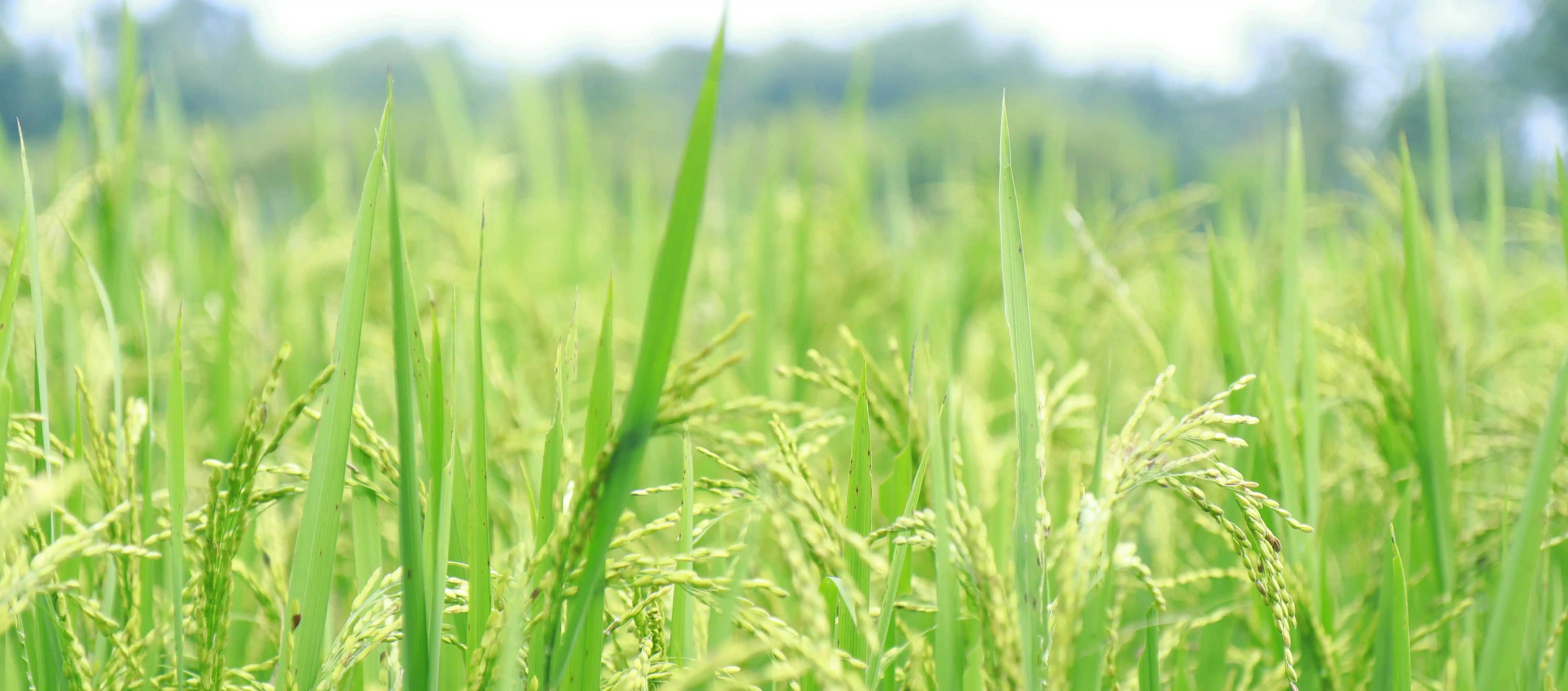 Green rice field