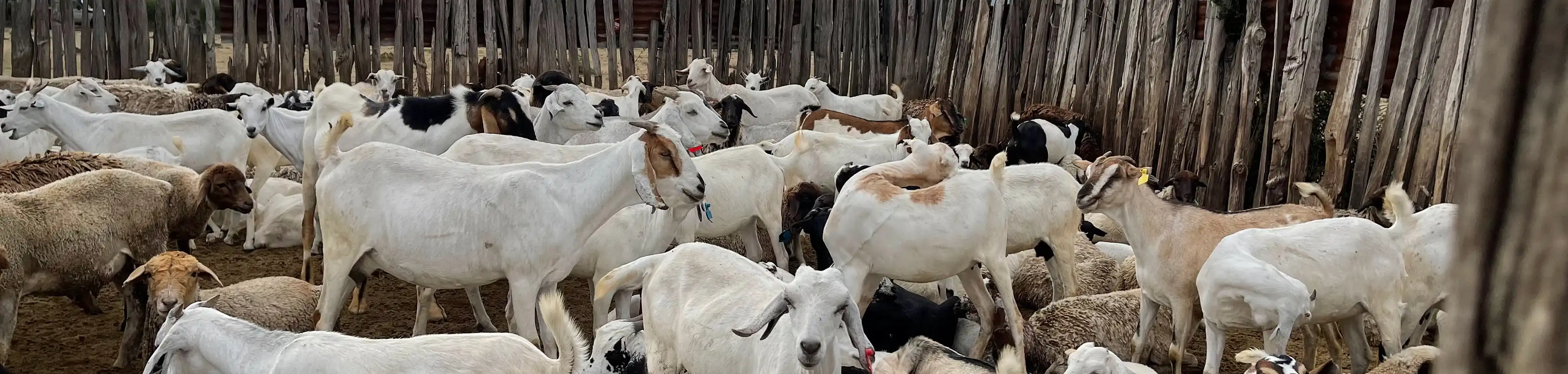 Sheep and goat production in Narok