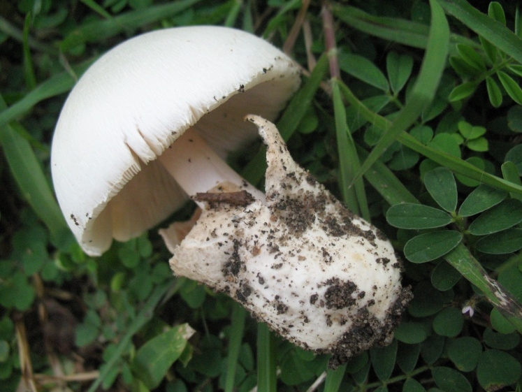 Wild mushroom