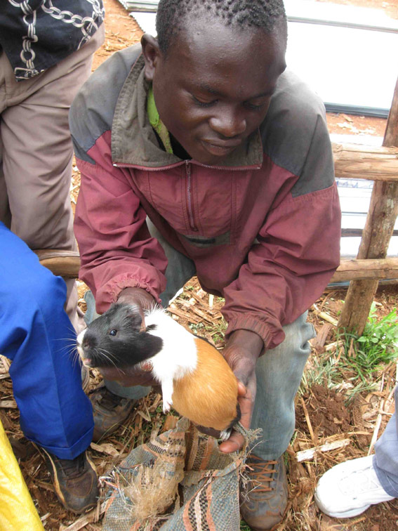 DRC Mugogo cavies