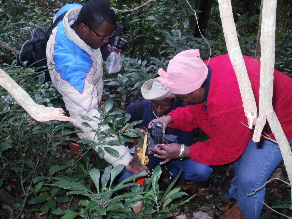 measuring mushrooms