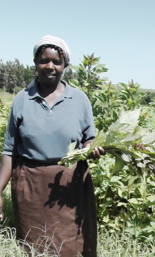 A woman picking amaranth in the garden