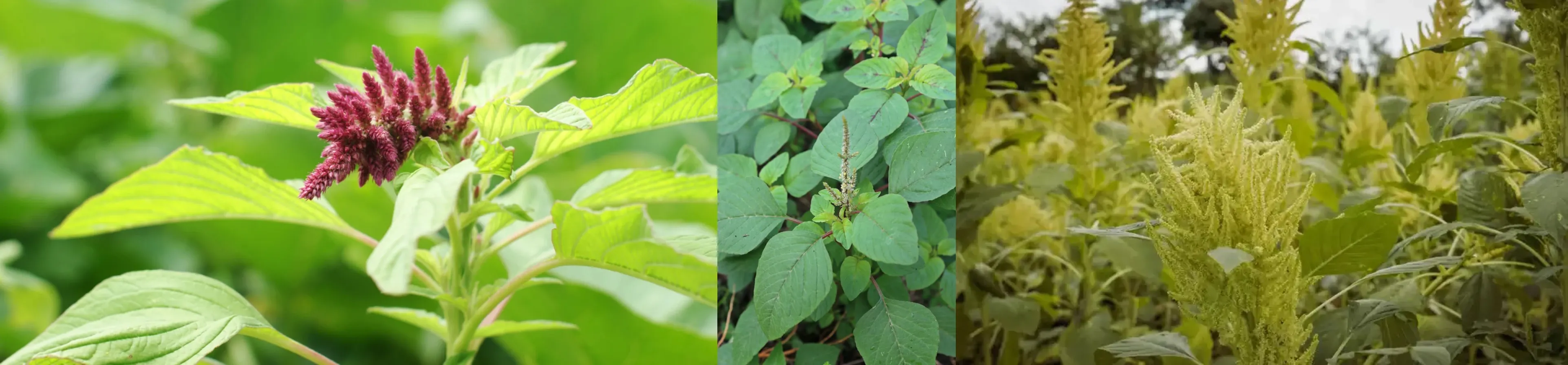 Amaranth variety