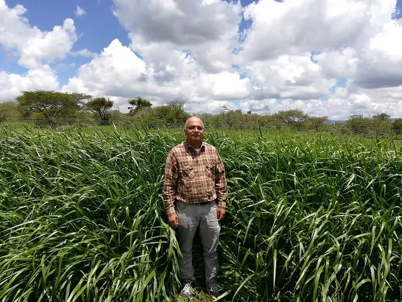 Brachiaria grass - Kapiti Ranch