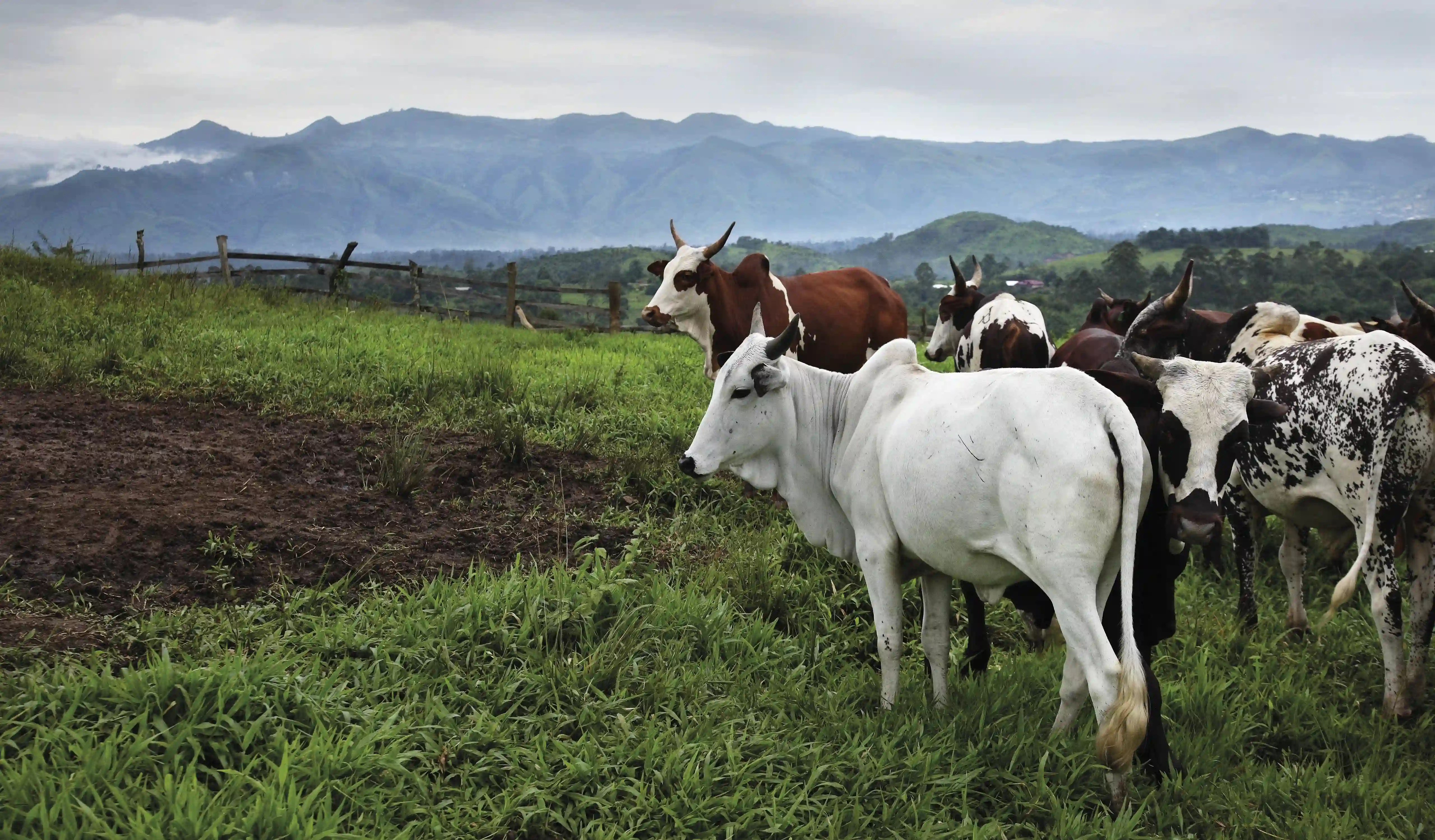 Cattle in a field