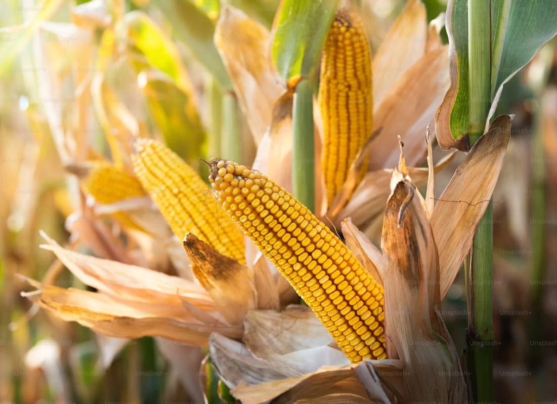 Maize ready for harvest