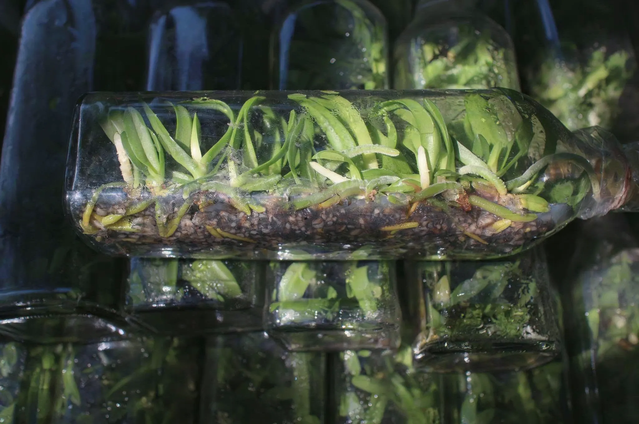 Tissue Culture