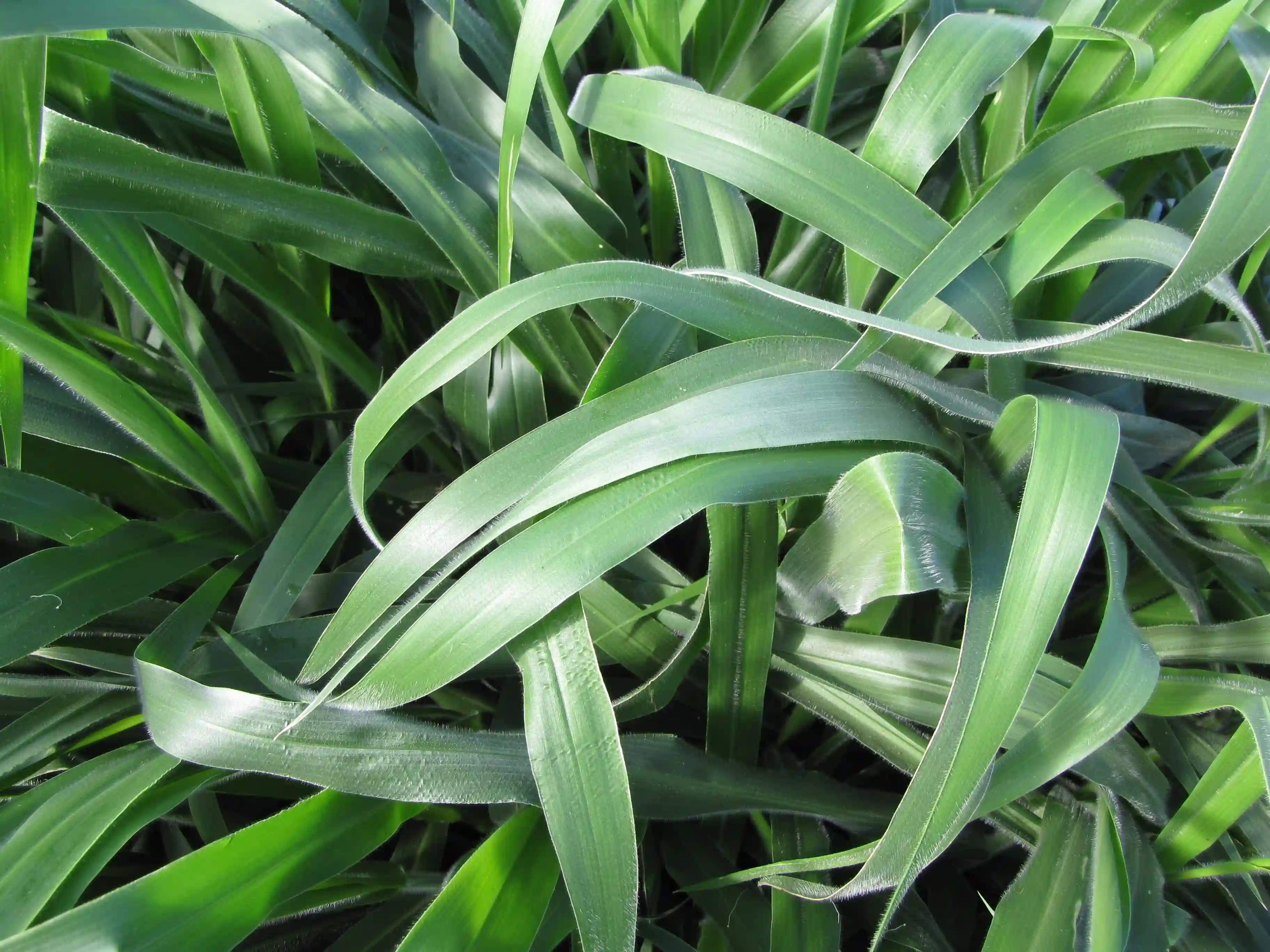 Urochloa brizantha starr