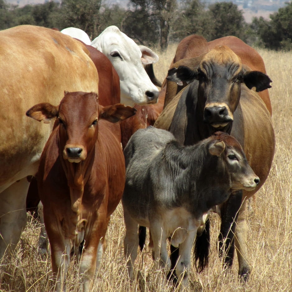 Young herd of cattle