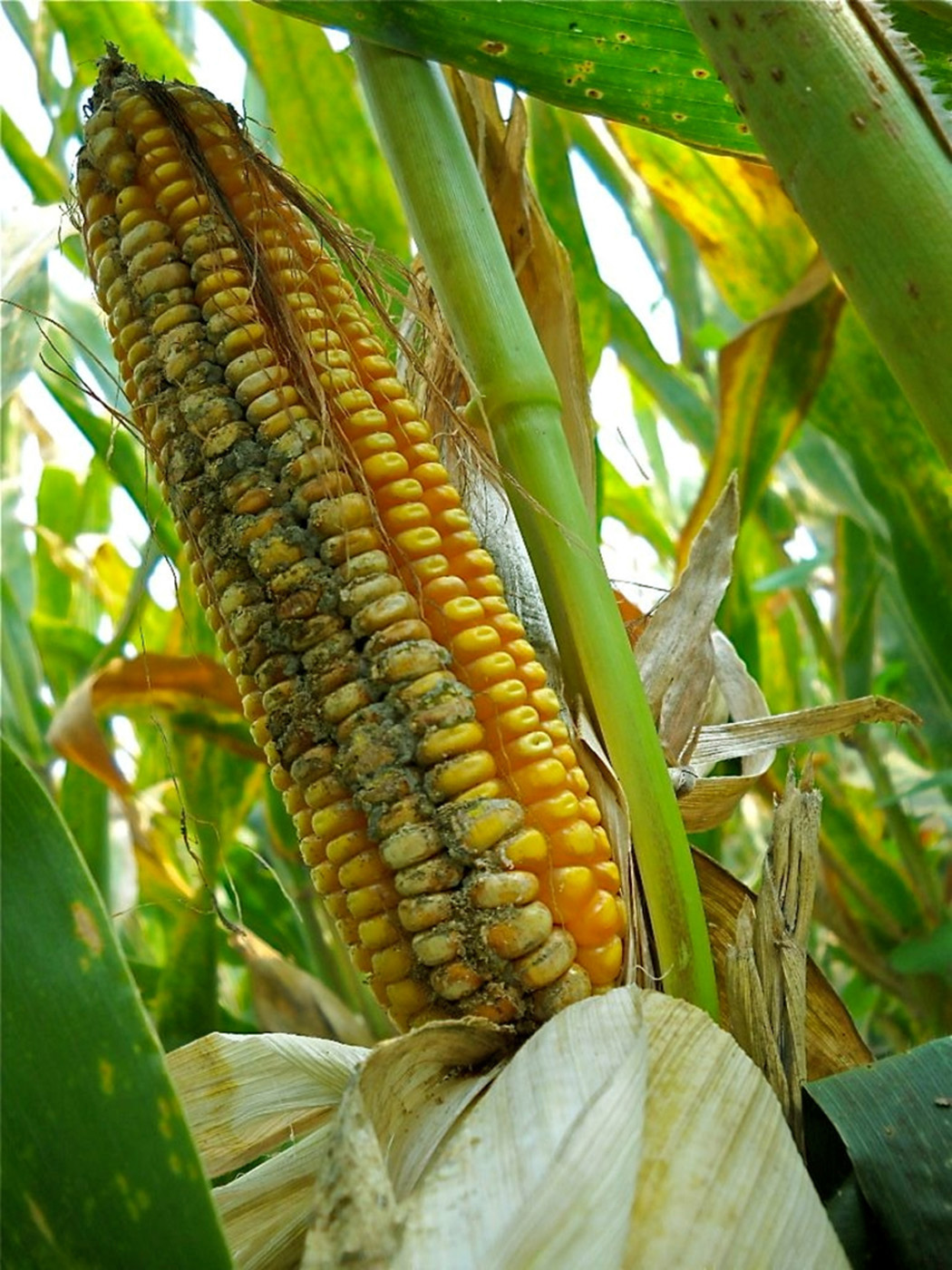Aflatoxin on maize cob