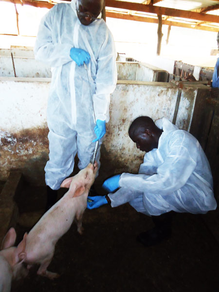 african swine fever professionals at work
