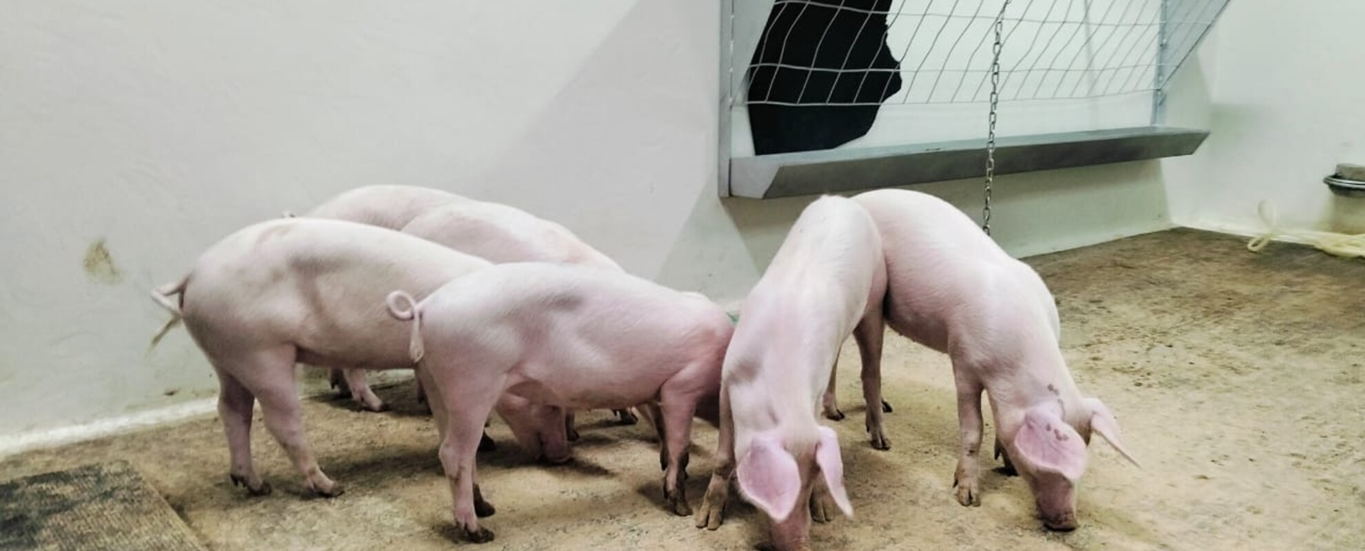african swine fever surveillance and control