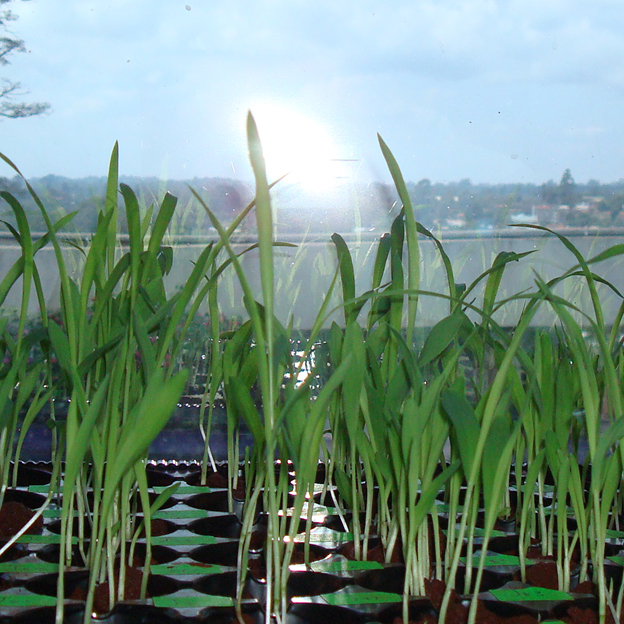sorghum tissue culture