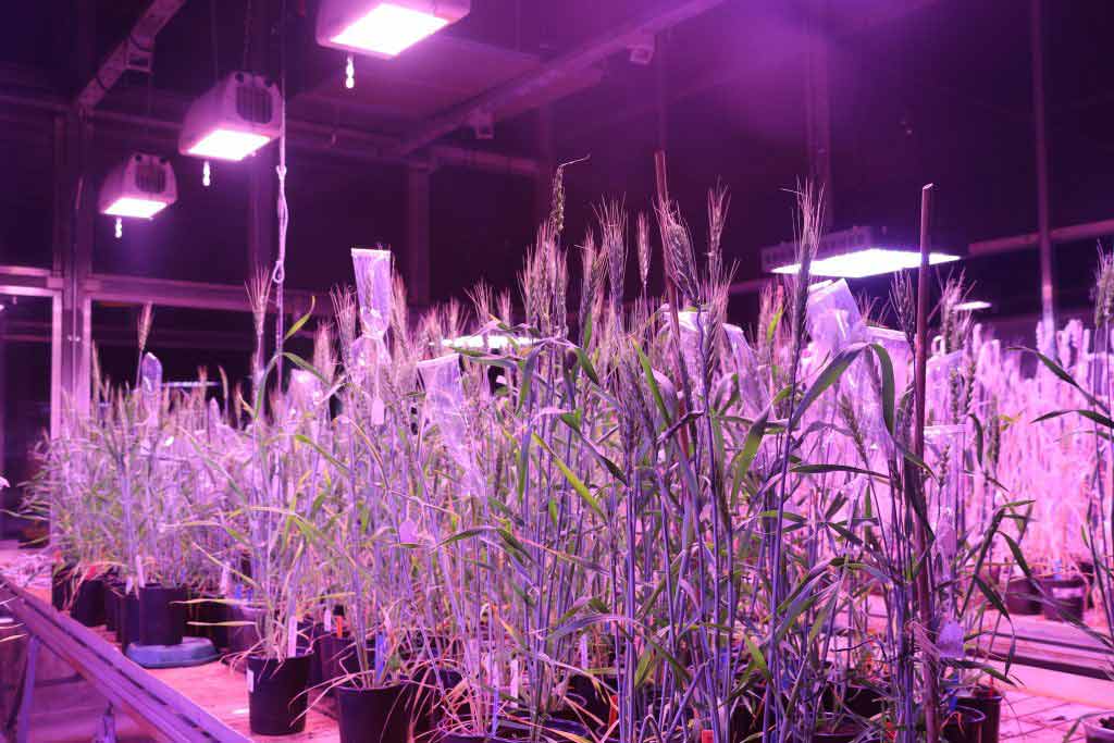 Breeding for improved wheat lines under Speed Breeding conditions at the BecA-ILRI Hub