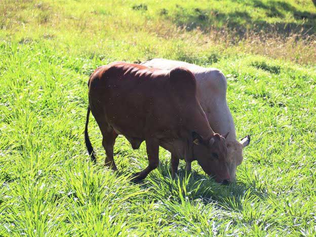 Cattle-feeding-on-Brachiaria-grass