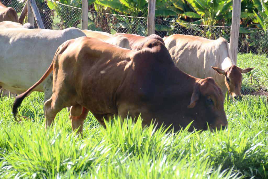 Cattle-feeding-on-Brachiaria-grass-at-ILRI-Nairobi