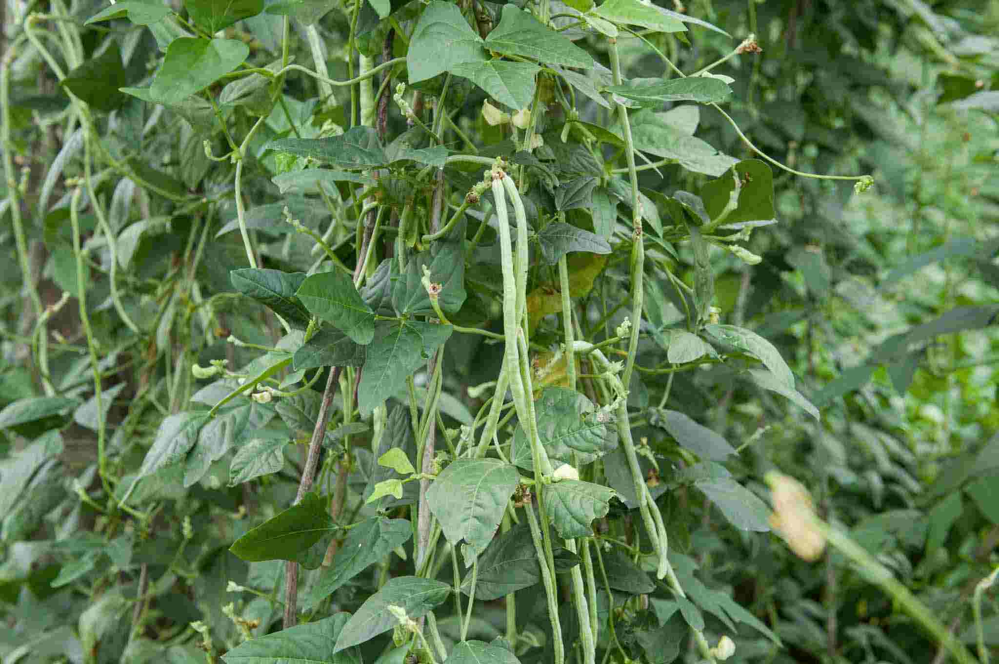 Cowpea-plants