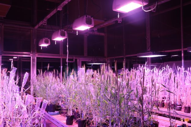 Speed Breeding, a promising approach to crop breeding
