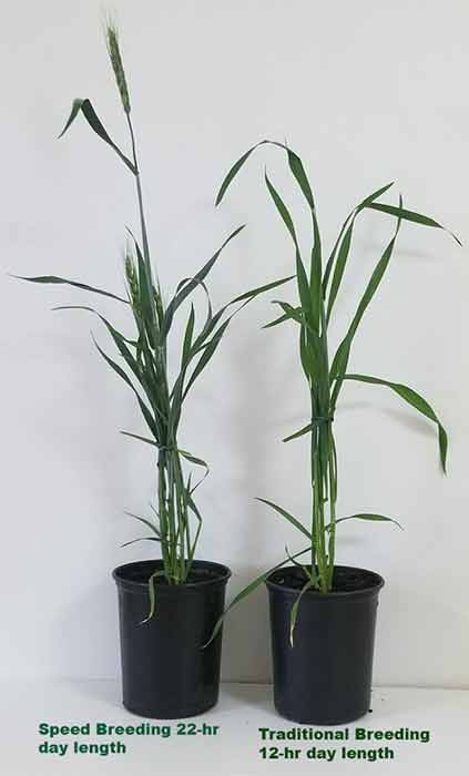 Speed-breeding-comparison-to-traditional-breeding