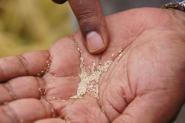 Tef grains at hand