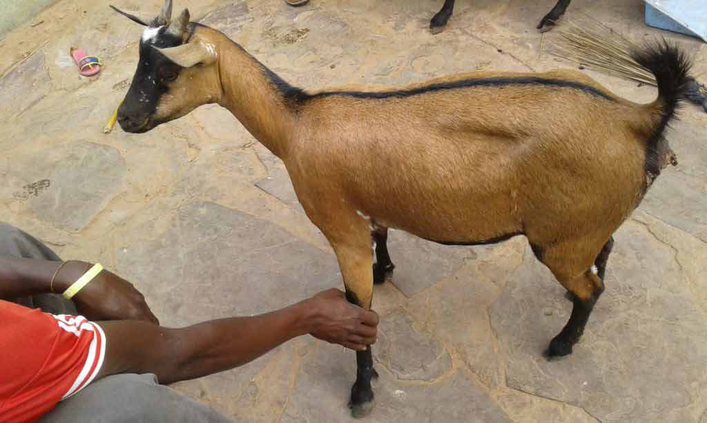 The-Tanzanian-Ujiji-Doe-strain-from-the-SEA-breed