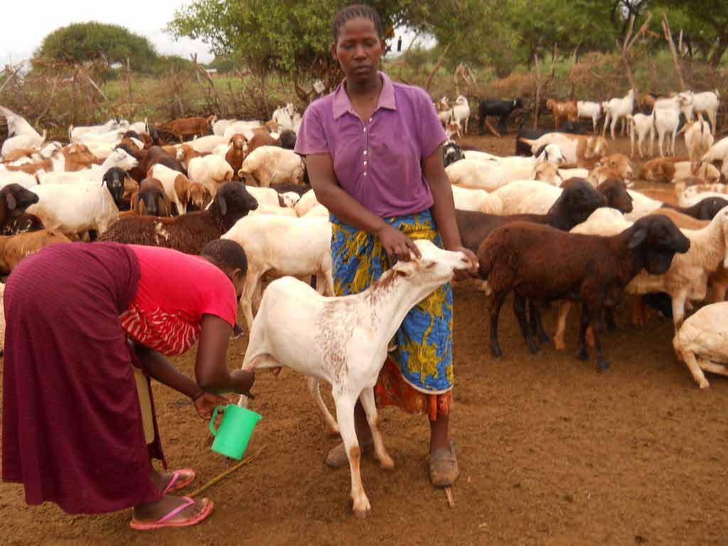 Women-milking-Pare-doe