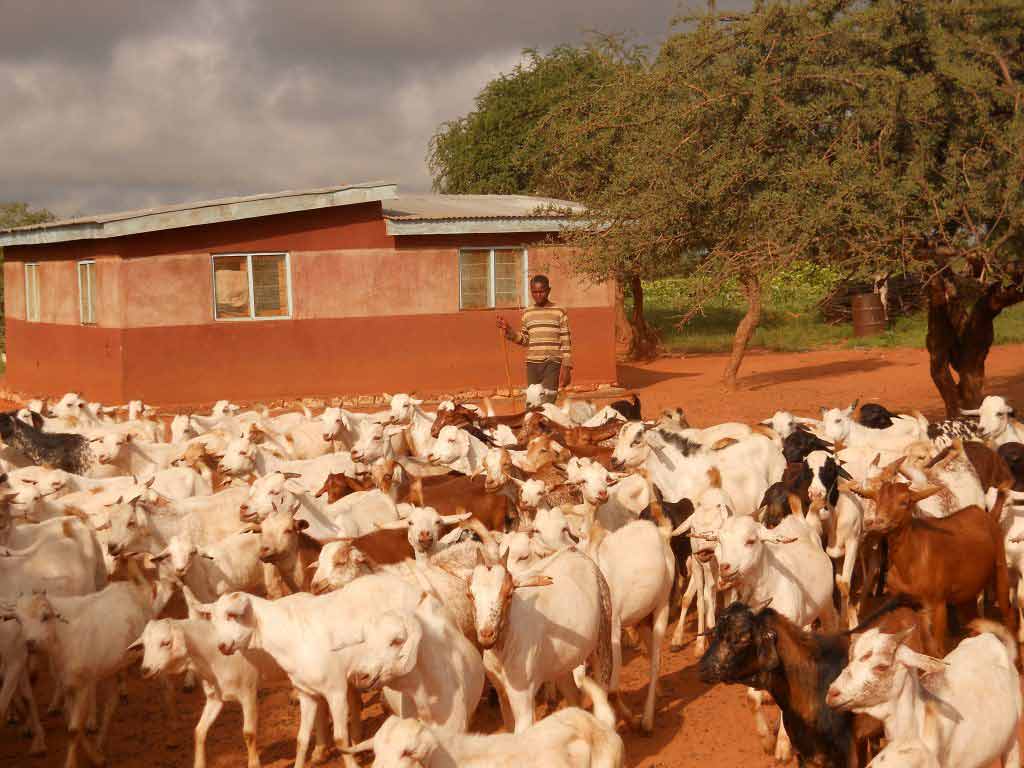 Young-boy-herding-goats