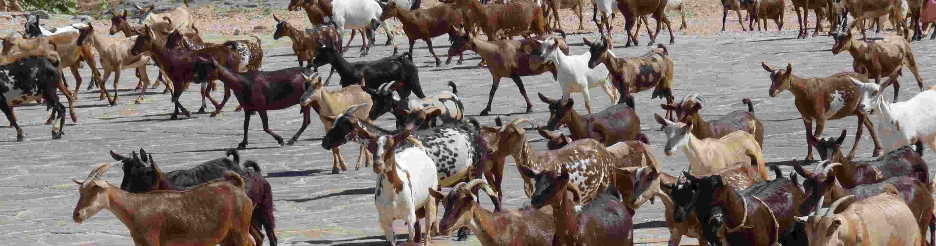 indigenous-goats