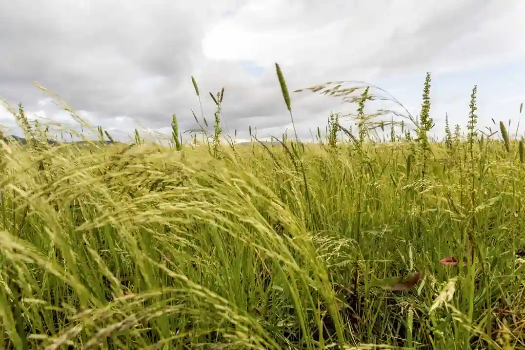Tef in a field with cloudy background